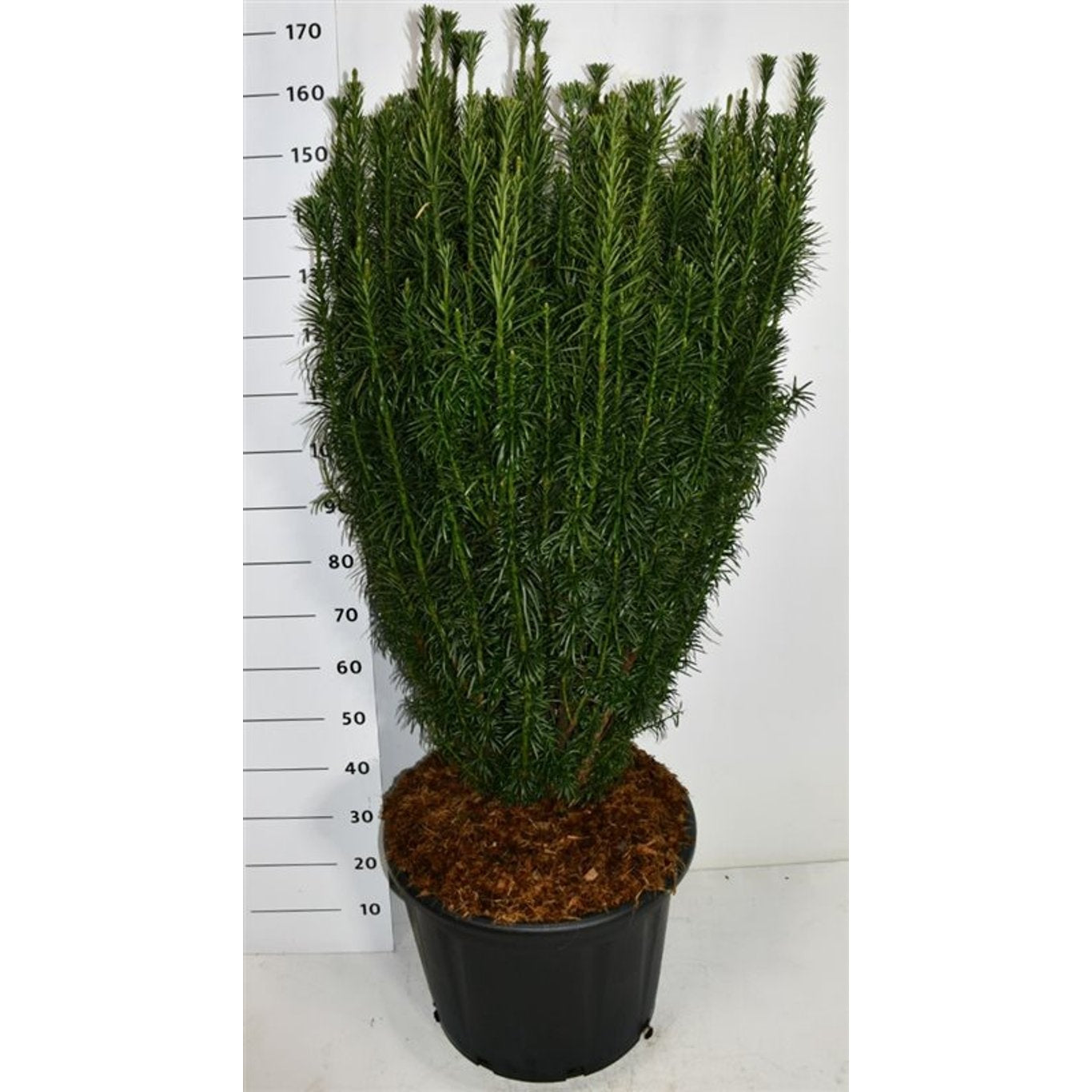 Plommonidegran – Cephalotaxus harringtonii 'Fastigiata' - C65 100-125 CM